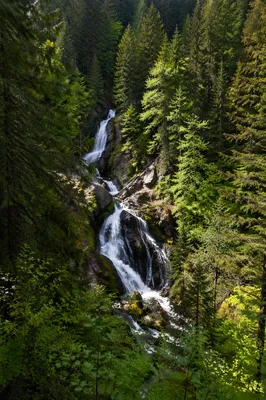 Secluded Waterfall in Evergreen Forest