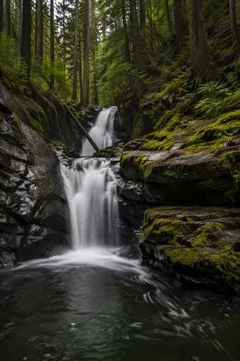 Serene Waterfall in Evergreen Forest
