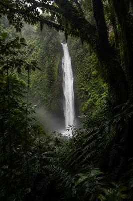 Secluded Waterfall in Evergreen Rainforest