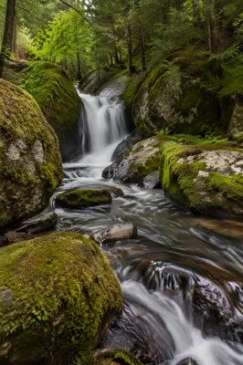 Evergreen Forest Waterfall with Mossy Rocks