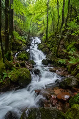 Cascading Waterfall in Lush Evergreen Forest