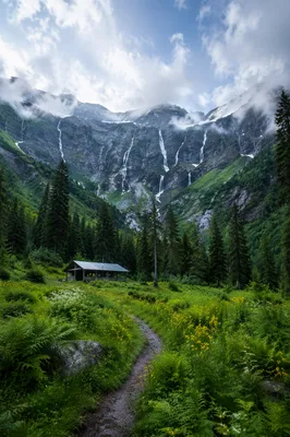 Evergreen Waterfalls in Misty Mountain Forest