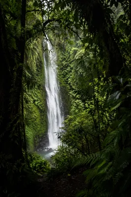 Secluded Waterfall in Evergreen Rainforest