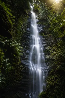 Tall Waterfall in Lush Evergreen Forest