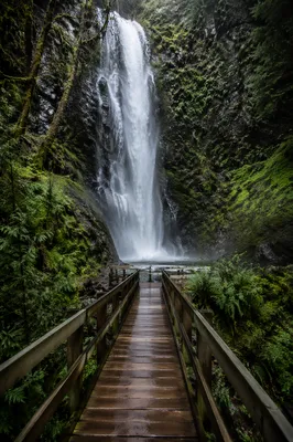Evergreen Forest Waterfall with Misty Footbridge