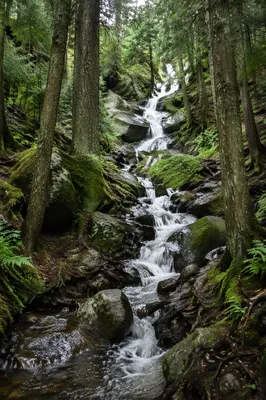 Small Waterfall in Evergreen Forest