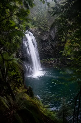 Secluded Evergreen Forest Waterfall Meditation