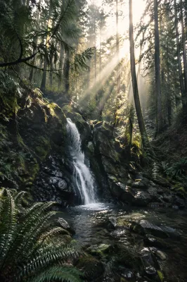 Evergreen Forest Waterfall in Morning Light