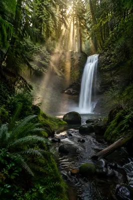 Evergreen Forest Waterfall in Morning Light
