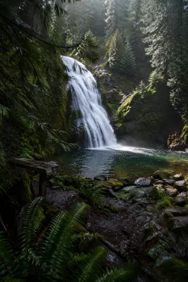 Secluded Evergreen Waterfall in Morning Mist