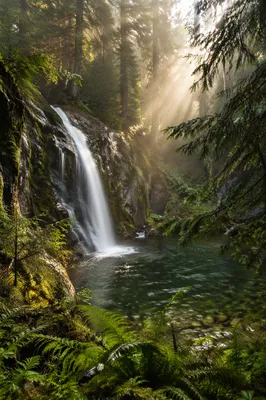 Evergreen Forest Waterfall in Morning Mist