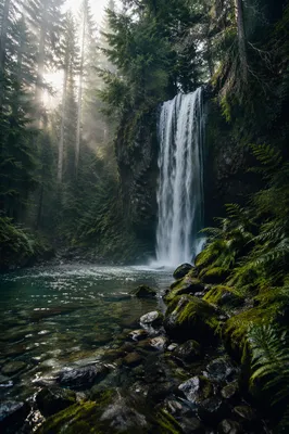 Evergreen Forest Waterfall in Morning Mist