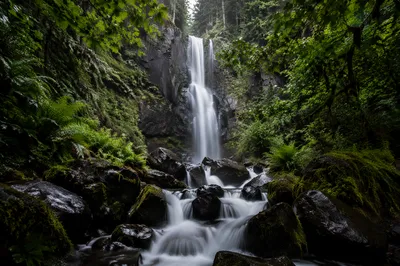 Misty Waterfall in Evergreen Rainforest