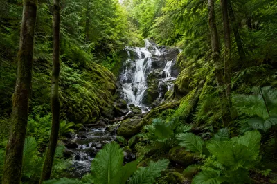 Hidden Waterfall in Evergreen Forest