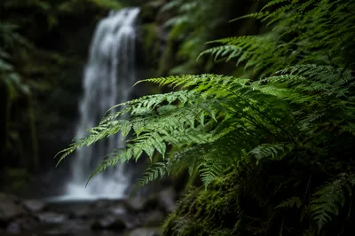 Misty Evergreen Waterfall Behind Fern Fronds