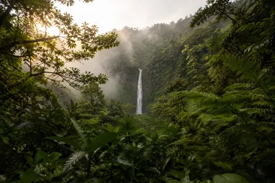 Misty Waterfall in Evergreen Rainforest