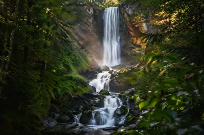 Evergreen Forest Waterfall in Morning Light