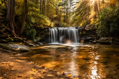 Evergreen Forest Waterfall with Golden Light