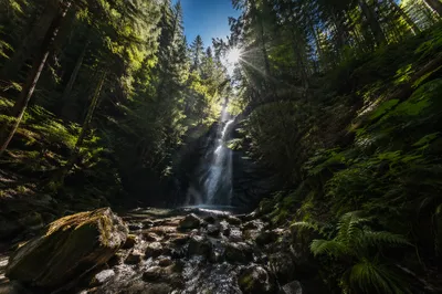 Evergreen Rainforest Waterfall with Golden Sunlight