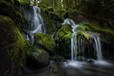 Mossy Evergreen Forest Waterfall Retreat