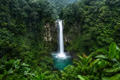 Serene Waterfall in Evergreen Rainforest