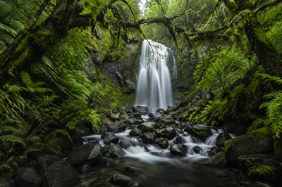 Secluded Waterfall in Evergreen Forest