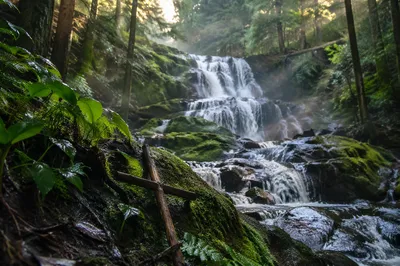 Evergreen Forest Waterfall with Rustic Twig Cross