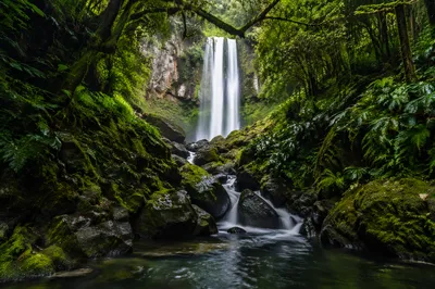 Secluded Evergreen Forest Waterfall