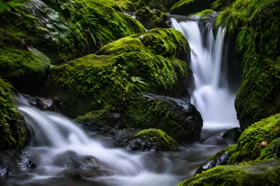 Silky Waterfall in Lush Evergreen Forest