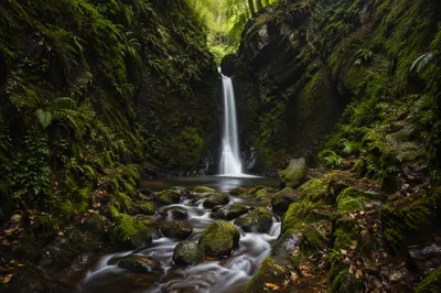 Hidden Evergreen Forest Waterfall Gorge