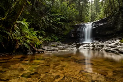 Peaceful Evergreen Forest Waterfall Ravine
