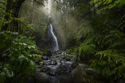 Serene Waterfall in Lush Evergreen Forest