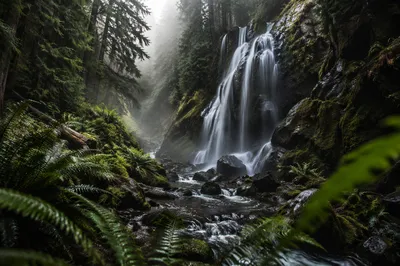 Tranquil Waterfall in Evergreen Forest