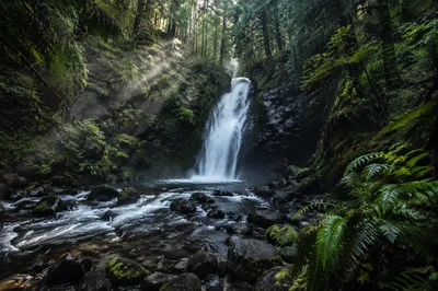 Evergreen Forest Waterfall in Morning Mist