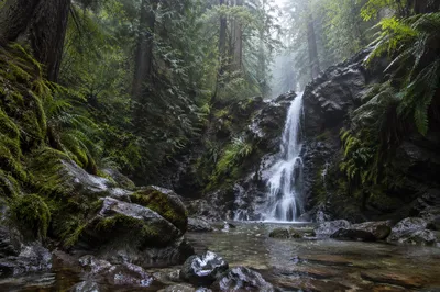 Misty Waterfall in Evergreen Rainforest