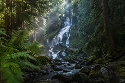 Secluded Waterfall in Lush Evergreen Forest