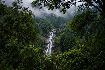 Misty Waterfall in Lush Evergreen Forest