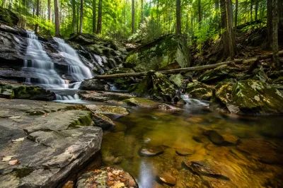 Peaceful Waterfall in Lush Evergreen Forest