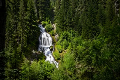 Secluded Waterfall in Lush Evergreen Forest