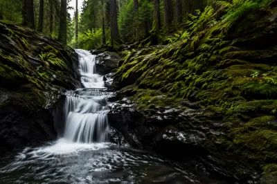 Serene Waterfall in Evergreen Forest