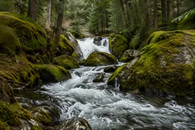 Evergreen Forest Waterfall and Mossy Stream