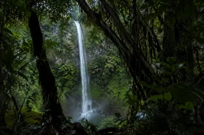 Secluded Waterfall in Evergreen Rainforest