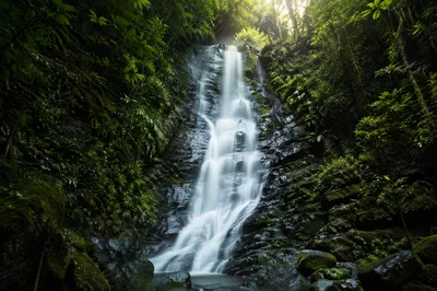 Evergreen Forest Waterfall at Morning Light