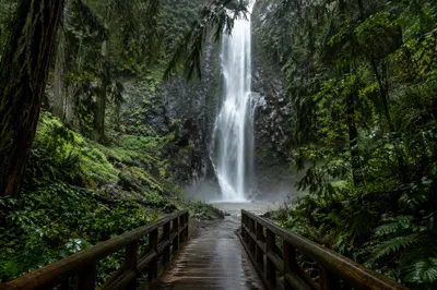 Evergreen Forest Waterfall with Wooden Footbridge