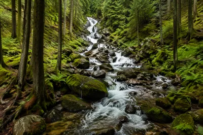Evergreen Forest Waterfall with Mossy Rocks