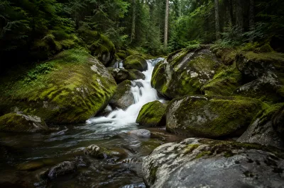 Evergreen Forest Waterfall with Mossy Boulders
