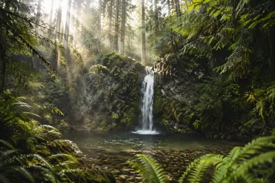 Peaceful Waterfall in Evergreen Forest