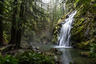 Peaceful Evergreen Forest Waterfall After Rain
