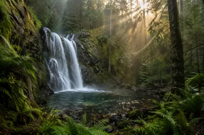 Evergreen Forest Waterfall in Morning Mist