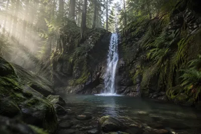 Evergreen Forest Waterfall in Morning Mist